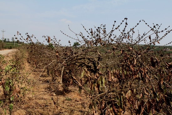 Vườn cà phê chết khô vì thiếu nước.